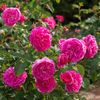 England_s_Rose