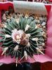 Echinofossulocactus Multicostatus