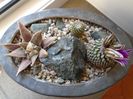 Turbinicarpus pseudopectinatus