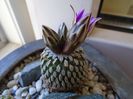 Turbinicarpus pseudopectinatus