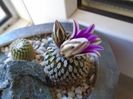 Turbinicarpus pseudopectinatus