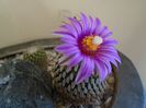 Turbinicarpus pseudopectinatus