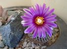 Turbinicarpus pseudopectinatus