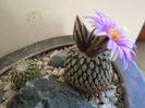 Turbinicarpus pseudopectinatus