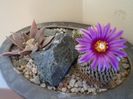 Turbinicarpus pseudopectinatus