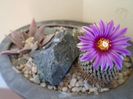 Turbinicarpus pseudopectinatus