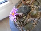 Turbinicarpus pseudopectinatus