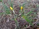 3 mart. 2019 - primii crocusi infloriti