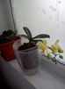 orchideea galbena
