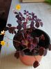 oxalis plun crazy harnicutz feb 2019