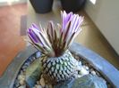 Turbinicarpus pseudopectinatus