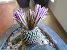 Turbinicarpus pseudopectinatus