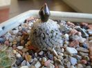 Turbinicarpus valdezianus, MM 96 Tecolotes, Zac.