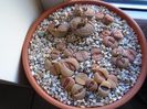 Lithops