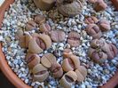 Lithops