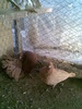 poze -02- 2010 098