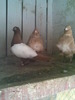 poze -02- 2010 104