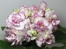 AV MOSCOE REGION ROSE