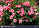 rosa-floribunda-leonardo-da-vinci-7