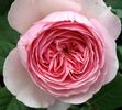 geoff-hamilton-rose