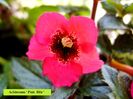 Pink Elfe