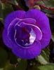 Purple Mistery