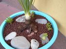 Yucca rostrata