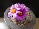 Turbinicarpus pseudopectinatus