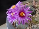 Turbinicarpus pseudopectinatus