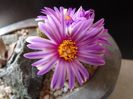 Turbinicarpus pseudopectinatus
