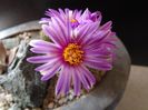 Turbinicarpus pseudopectinatus