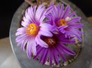 Turbinicarpus pseudopectinatus