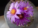 Februarie 2019: Turbinicarpus pseudopectinatus
