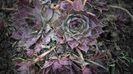 Sempervivum tectorum
