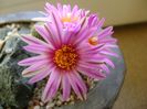 Turbinicarpus pseudopectinatus