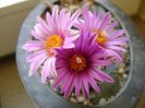Turbinicarpus pseudopectinatus