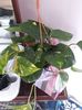Syngonium