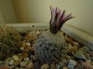 Turbinicarpus valdezianus, MM 96 Tecolotes, Zac.