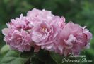 EK pinK  GARLAND