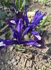 IRIS Blue Noh