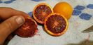 Citrus sinensis tarocco dal muso