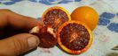 Citrus sinensis tarocco dal muso