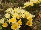 crocus Cream Beauty