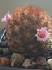 Mammillaria carmenae