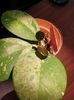 Obovata splash