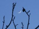 Luna in crestere in Taur
