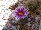 Mart. 2019: Turbinicarpus valdezianus, MM 96 Tecolotes, Zac.