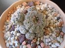 Gymnocalycium bruchii