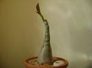 Cyphostemma juttae