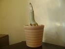 Adenium Thai socotranum "Golden Crown"